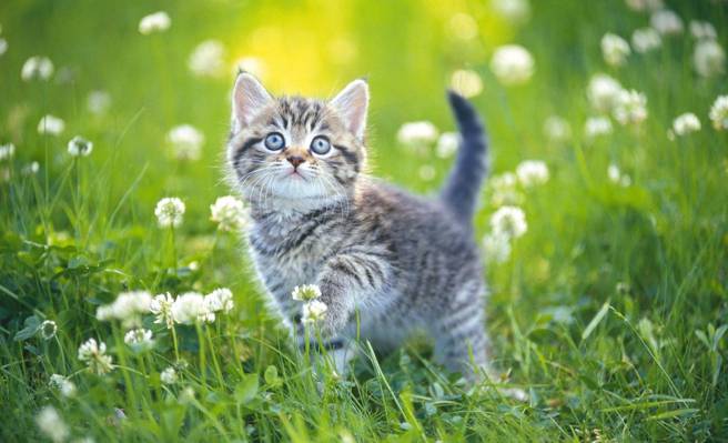 夏天,一天,小猫,草