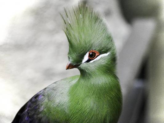 绿色的鸟,turaco高清壁纸特写摄影
