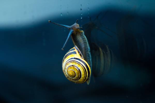 黄色的蜗牛摄影高清壁纸