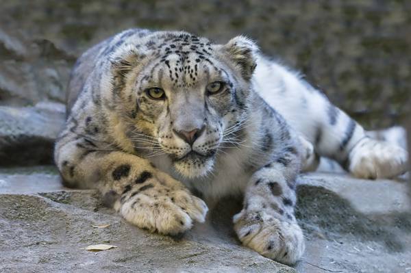 躺在岩石上的白色豹子的特写照片高清壁纸