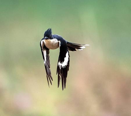 选择性焦点摄影的黑鸟在飞行,雅各宾杜鹃高清壁纸