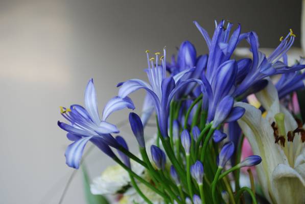 选择性焦点摄影的蓝色花朵高清壁纸