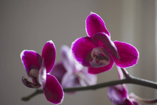 粉红色的蝴蝶兰花,兰科高清壁纸的选择性摄影