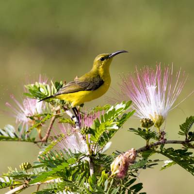黄色夏威夷honeycreeper,太阳鸟高清壁纸的浅焦点照片