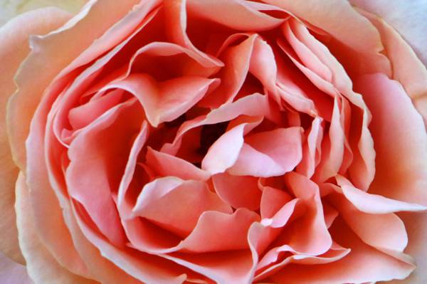 粉红色的玫瑰花,玫瑰高清壁纸