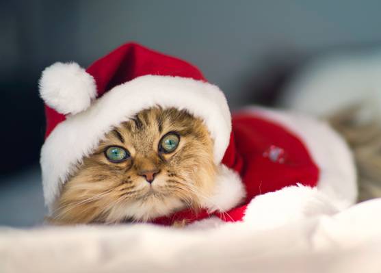 圣诞节猫,服装,雏菊,©Benjamin Torode