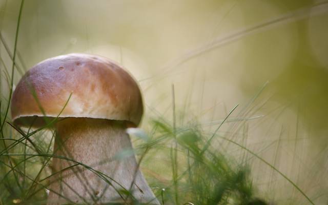 秋天,蘑菇,性质