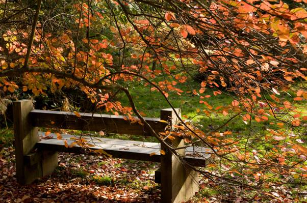 树,性质,长凳,树,秋天,景观,叶子