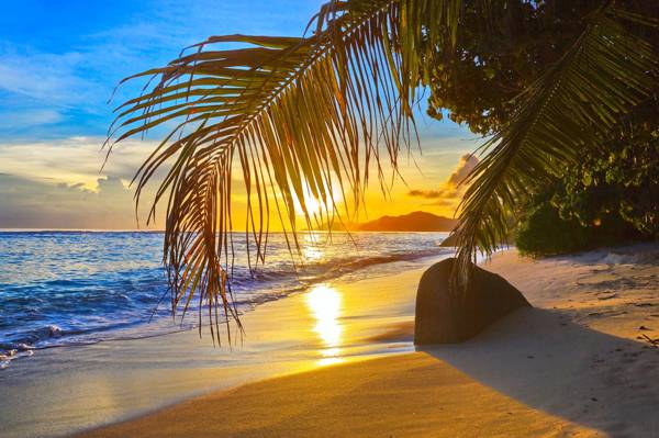 棕榈树,云彩,海洋,太阳,海滩,石头,沙子