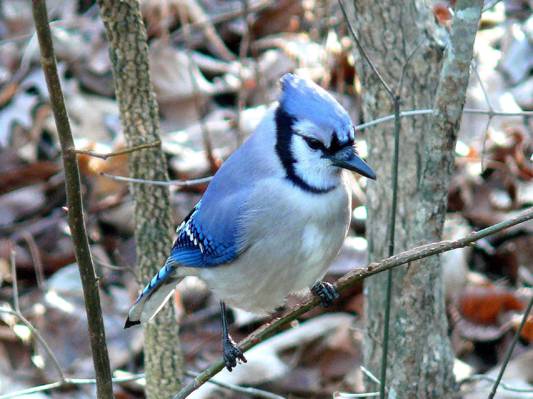 蓝色和白色的鸟在树枝上高清壁纸