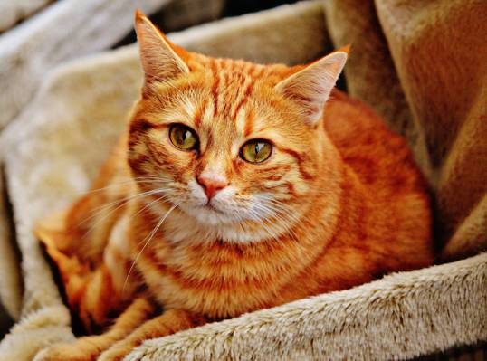 棕色沙发上的橙色虎斑猫高清壁纸