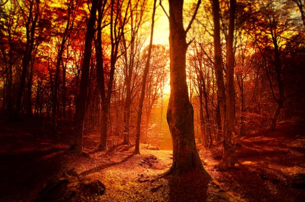 太阳,傍晚,森林,树木,日落