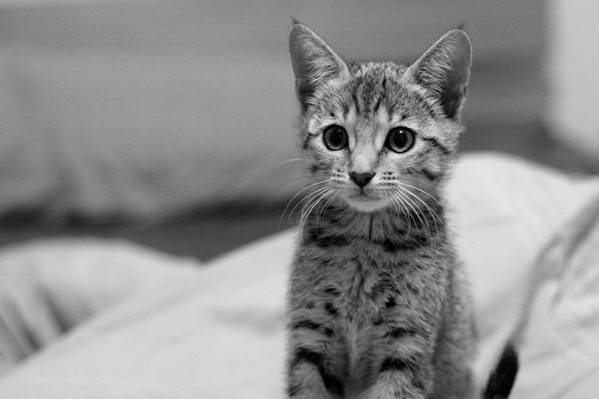 灰度摄影的小猫高清壁纸