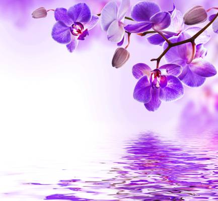 鲜花,水,兰花,紫色,反射,水,开花,兰花,美丽