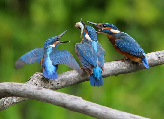 三个蓝色和棕色的翠鸟在树枝上,翠鸟属atthis,普通的翠鸟高清壁纸