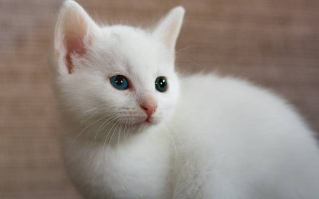白色,虹膜异色症,背景,小猫
