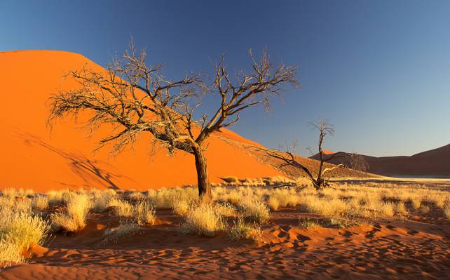 非洲,巴尔汗,灌木丛,沙地,树木,纳米布沙漠,天空,纳米比亚