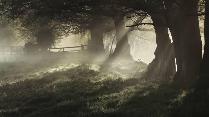 雾,早晨,树木,罗莎
