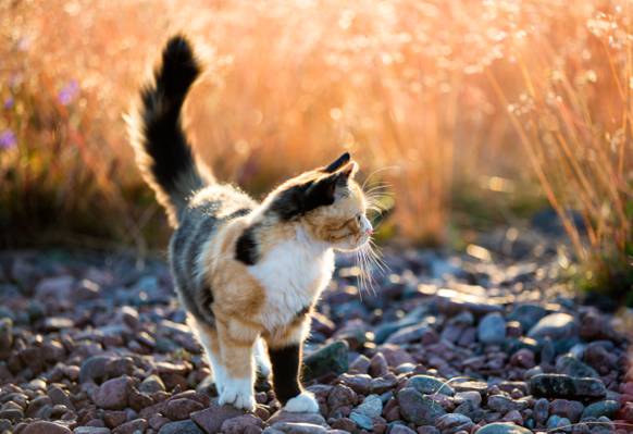 印花布猫在白天特写照片高清壁纸灰色石头场行走