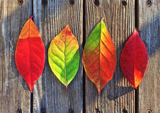 两片红叶,一片绿叶和一片橙叶绿叶的高清壁纸