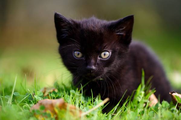 草,小猫,宝贝,枪口,黑色的小猫,看看