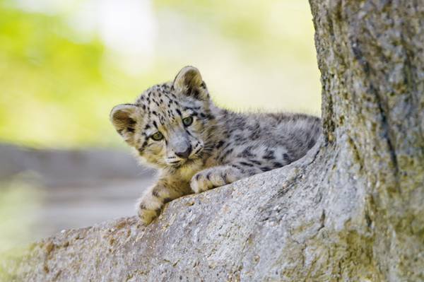 豹幼崽的选择聚焦摄影在树HD墙纸