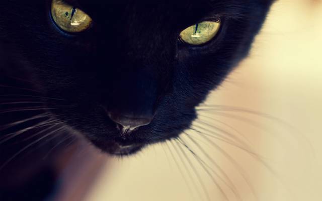 猫,脸,黑色,猫