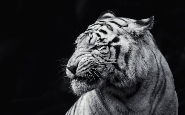 老虎,背景,野兽
