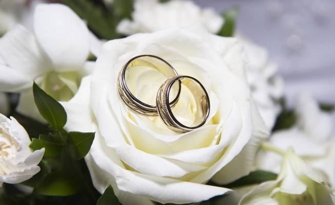 婚礼,戒指,白色,玫瑰