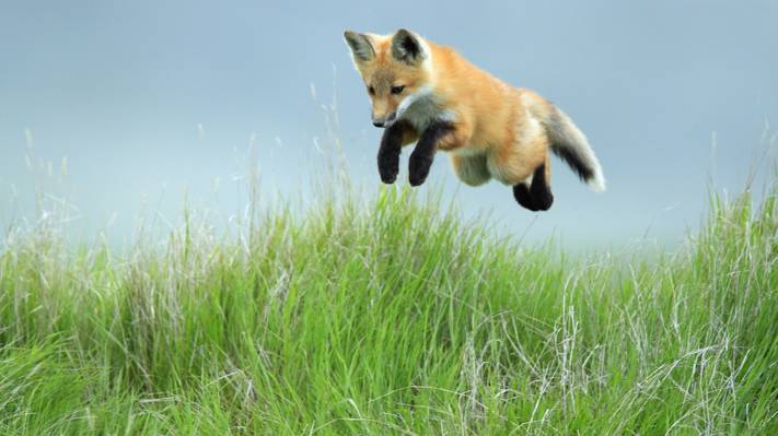 草,狐狸,跳