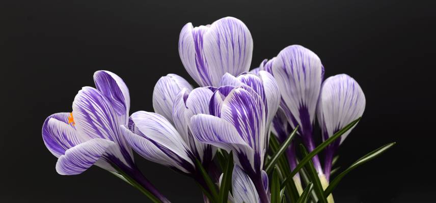 浅紫色和白色番红花花朵高清壁纸的照片