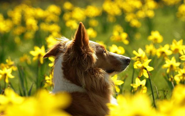 狗,田地,鲜花