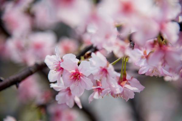 河津高清壁纸的白色和粉红色的花卉特写摄影