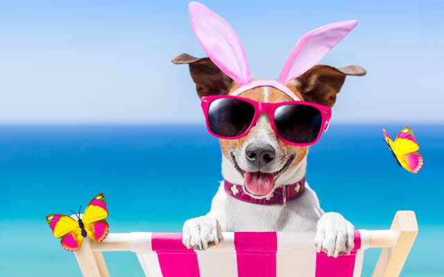 狗,眼镜,蝴蝶,兔子耳朵,海滩,搞笑,海滩,快乐,假期,狗,太阳镜