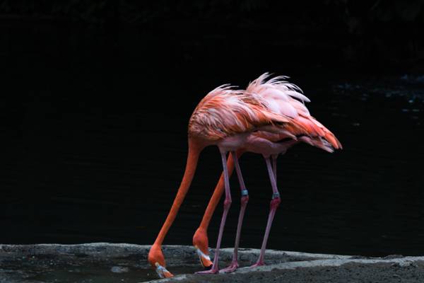 两个粉红色的火烈鸟饮用水,火烈鸟,新加坡高清壁纸