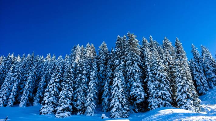 壁纸树,景观,冬天