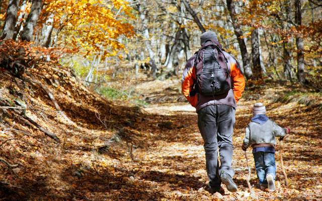 父亲和儿子,徒步旅行,孩子,森林,成人