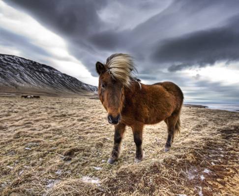 匹棕色的马站在干草在多云的天气,冰岛高清壁纸