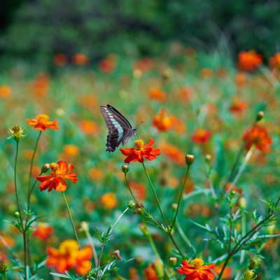 拉贾Brookes Birdwing蝴蝶栖息在红色和黄色的petaled花高清壁纸