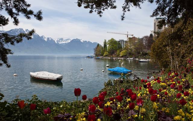 瑞士,湖,山,自然,照片,蒙特勒,郁金香