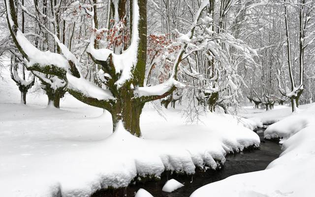 雪,冬天,河,森林,性质