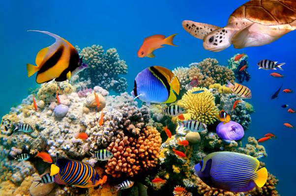 海底,大自然,大自然,海底,鱼,鱼,龟,龟