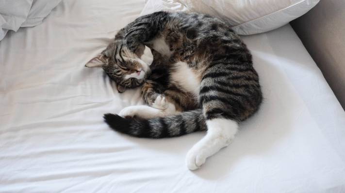 壁纸床,睡觉,猫