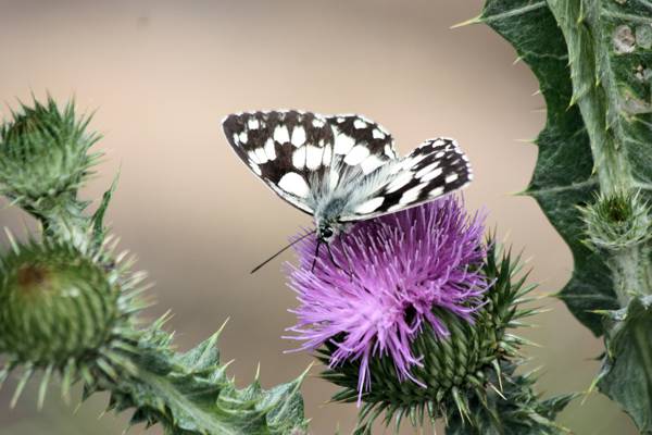 白色和黑色的蝴蝶栖息在紫色的豹花高清壁纸