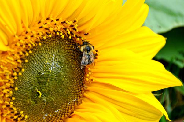 栖息在黄色向日葵高清壁纸上的蜜蜂特写摄影
