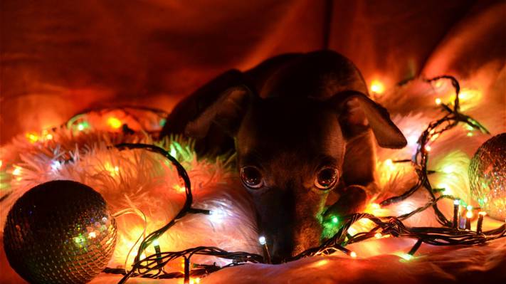 壁纸狗,悲伤,希望,新的一年,灯