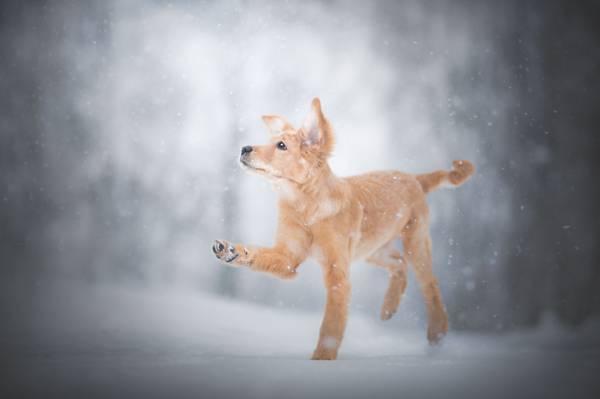 小狗,爪子,小狗,雪,冬天