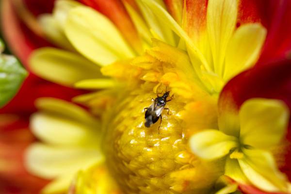 栖息在微距摄影高清壁纸黄色群花上的棕色盾虫