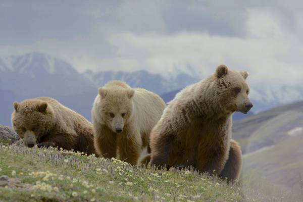 在雾时间,灰熊,熊属类动物的高清壁纸上的三个棕色灰熊选择性的照片