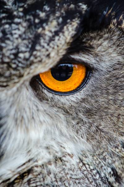 灰色的猫头鹰显示橙色和黑色的左眼高清壁纸